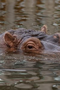 Preview wallpaper hippo, hippopotamus, animal, underwater, eyes