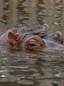 Preview wallpaper hippo, hippopotamus, animal, underwater, eyes