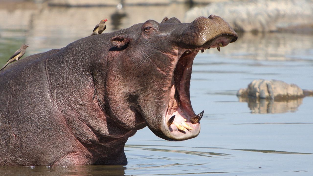 Wallpaper hippo, mouth, angry, water