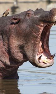 Preview wallpaper hippo, mouth, angry, water