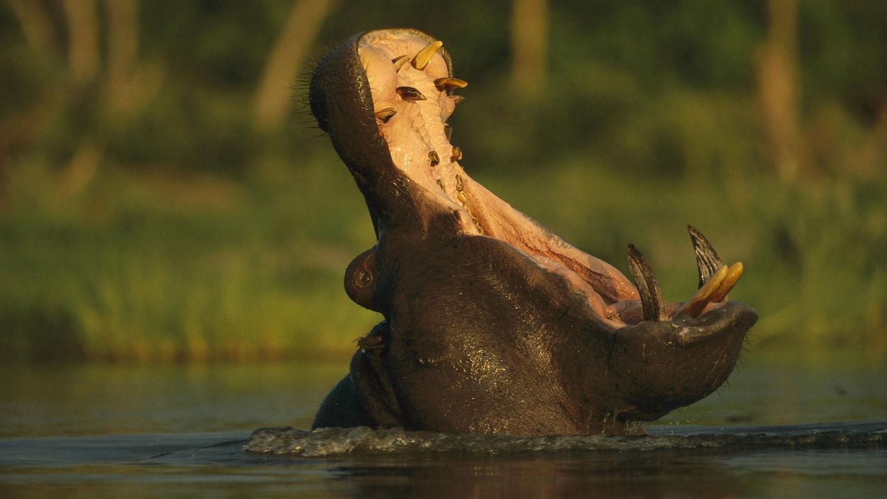 Wallpaper hippopotamus, river, fall, cry, grass