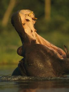 Preview wallpaper hippopotamus, river, fall, cry, grass
