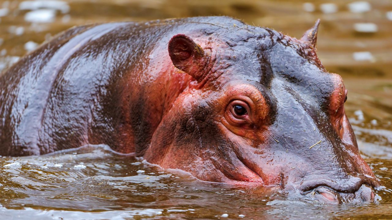 Wallpaper hippopotamus, water, face, swim, hunt