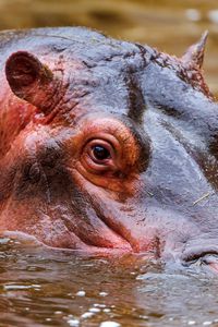 Preview wallpaper hippopotamus, water, face, swim, hunt