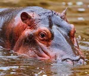 Preview wallpaper hippopotamus, water, face, swim, hunt