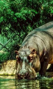 Preview wallpaper hippopotamus, water, thirst, grass, beach