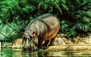 Preview wallpaper hippopotamus, water, thirst, grass, beach