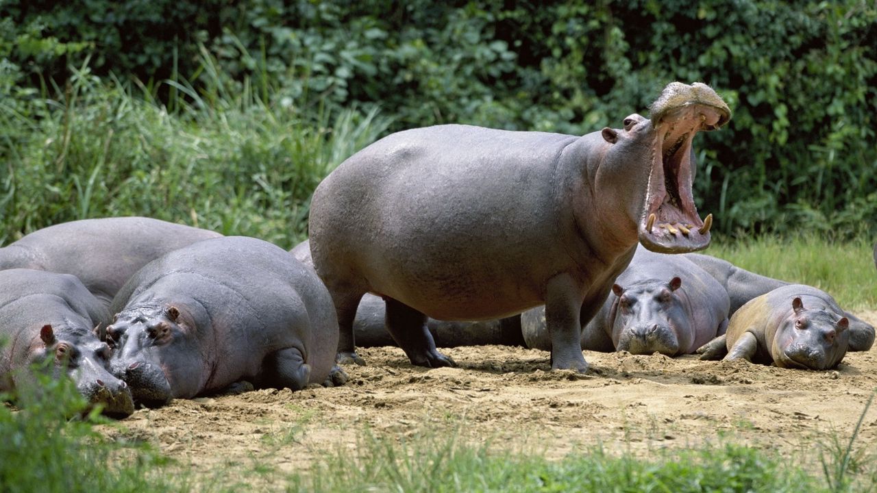 Wallpaper hippos, grin, was, land, vacation