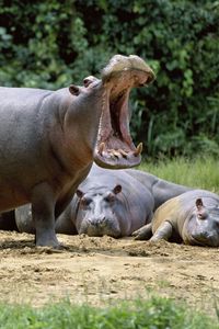 Preview wallpaper hippos, grin, was, land, vacation
