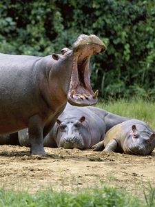 Preview wallpaper hippos, grin, was, land, vacation
