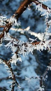 Preview wallpaper hoarfrost, branch, frost, crystals, macro