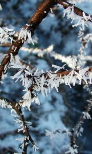 Preview wallpaper hoarfrost, branch, frost, crystals, macro