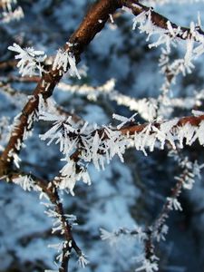 Preview wallpaper hoarfrost, branch, frost, crystals, macro