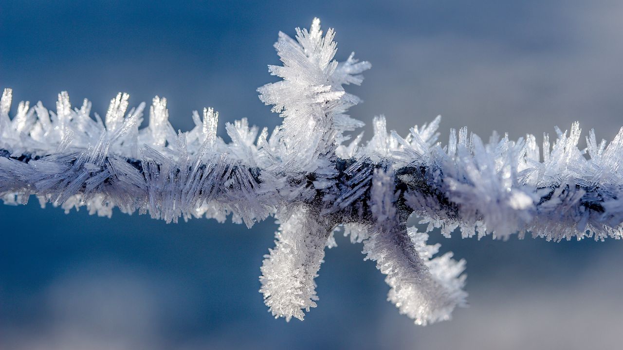 Wallpaper hoarfrost, frost, branch, winter