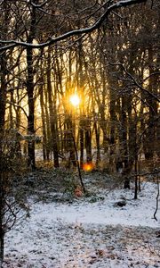 Preview wallpaper hoarfrost, trees, branches, wood, sun