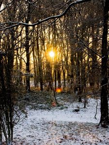 Preview wallpaper hoarfrost, trees, branches, wood, sun