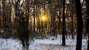 Preview wallpaper hoarfrost, trees, branches, wood, sun