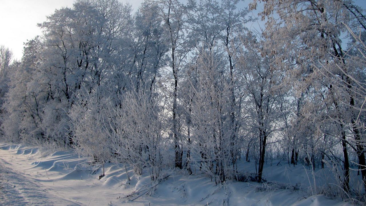 Wallpaper hoarfrost, trees, road, roadside, snow, winter