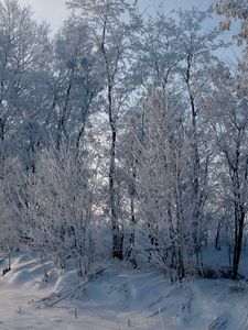 Preview wallpaper hoarfrost, trees, road, roadside, snow, winter