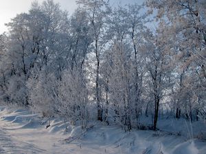 Preview wallpaper hoarfrost, trees, road, roadside, snow, winter