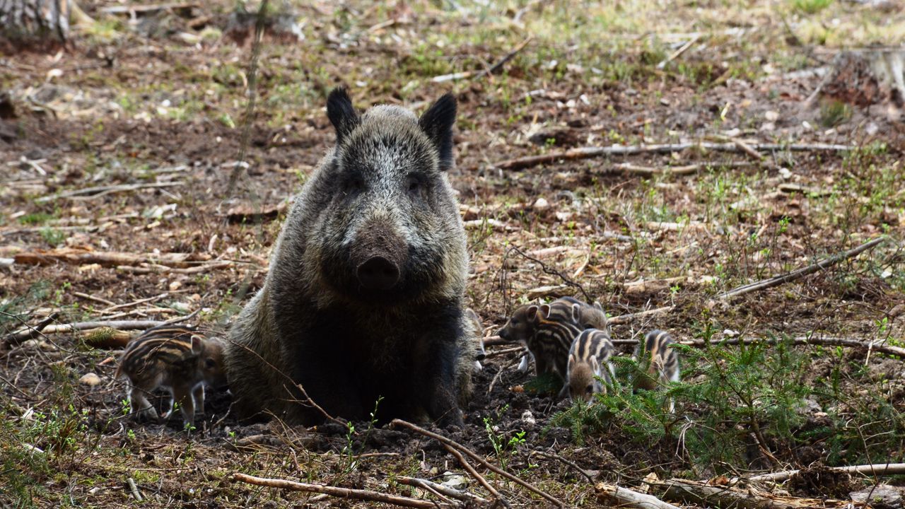 Wallpaper hog, boar, wild, wood