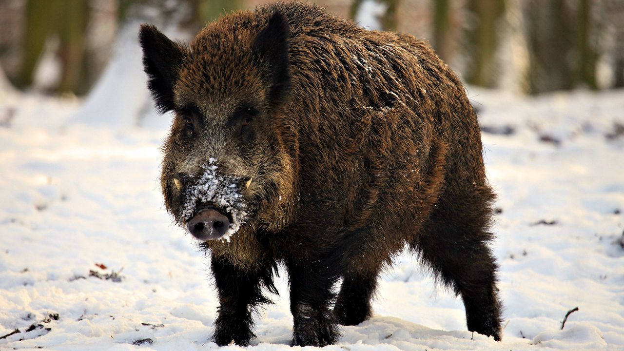 Wallpaper hog, snout, snow, walk