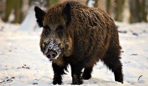 Preview wallpaper hog, snout, snow, walk