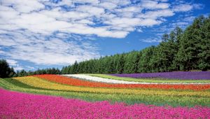 Preview wallpaper hokkaido, japan, flowers, field