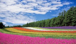 Preview wallpaper hokkaido, japan, flowers, field