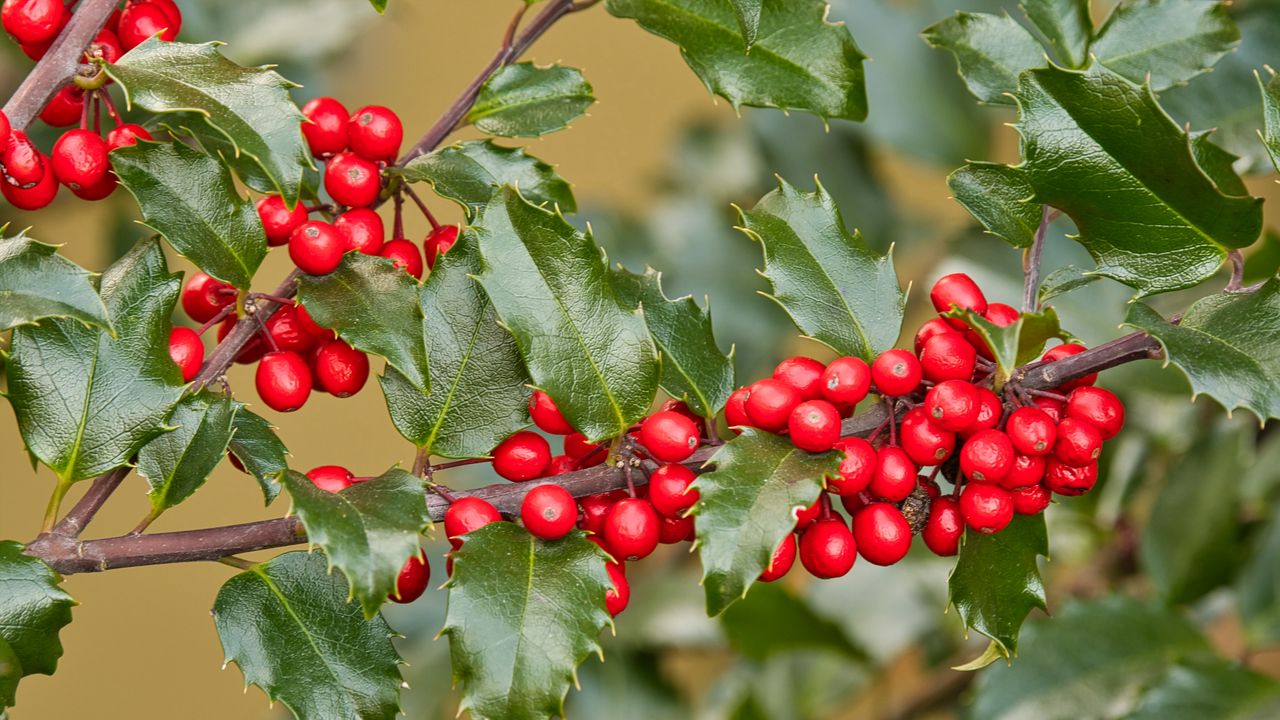 Wallpaper holly, berries, branch, leaves, macro