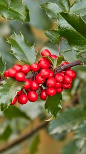 Preview wallpaper holly, berries, branch, leaves, macro