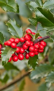 Preview wallpaper holly, berries, branch, leaves, macro