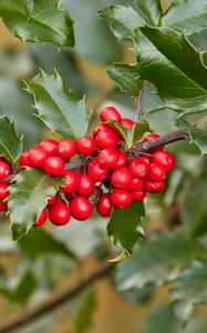 Preview wallpaper holly, berries, branch, leaves, macro