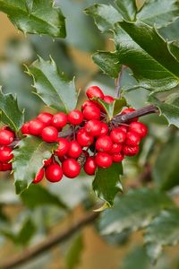 Preview wallpaper holly, berries, branch, leaves, macro