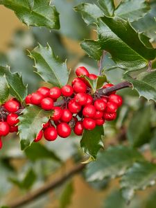 Preview wallpaper holly, berries, branch, leaves, macro