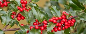 Preview wallpaper holly, berries, branch, leaves, macro