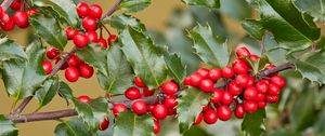 Preview wallpaper holly, berries, branch, leaves, macro