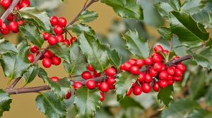 Preview wallpaper holly, berries, branch, leaves, macro