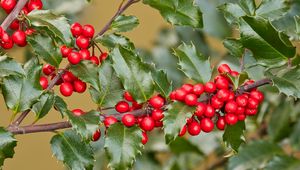 Preview wallpaper holly, berries, branch, leaves, macro