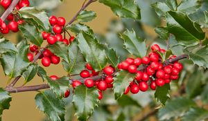 Preview wallpaper holly, berries, branch, leaves, macro