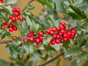 Preview wallpaper holly, berries, branch, leaves, macro