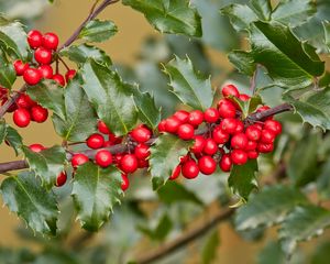 Preview wallpaper holly, berries, branch, leaves, macro