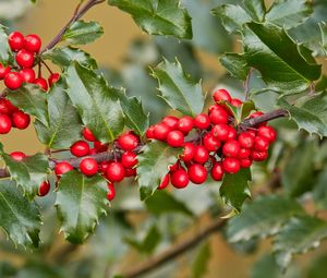 Preview wallpaper holly, berries, branch, leaves, macro