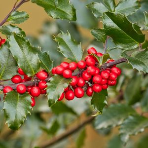 Preview wallpaper holly, berries, branch, leaves, macro