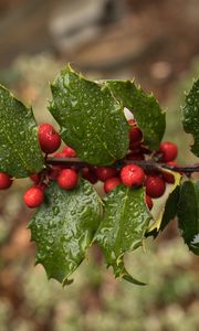 Preview wallpaper holly, berries, branch, leaves, drops, macro