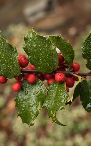 Preview wallpaper holly, berries, branch, leaves, drops, macro