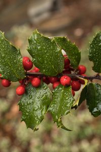 Preview wallpaper holly, berries, branch, leaves, drops, macro