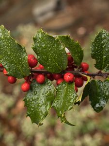 Preview wallpaper holly, berries, branch, leaves, drops, macro