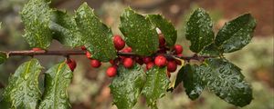 Preview wallpaper holly, berries, branch, leaves, drops, macro