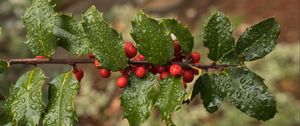 Preview wallpaper holly, berries, branch, leaves, drops, macro